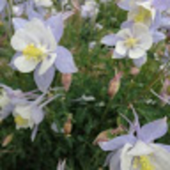 Meet your Posher, Elise - Picture 1 of 1